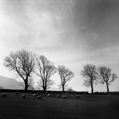 Trees in Danby Dale Photograph by David Eadington ©2025 David Eadington. Contact dave@eadington.co.uk
