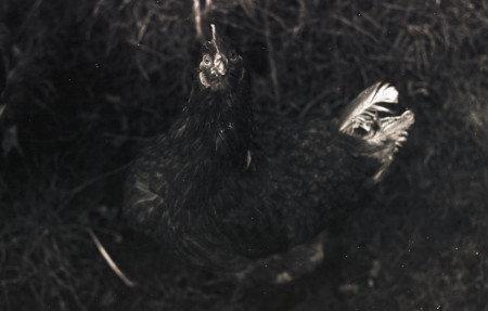 Hen Photograph by David Eadington ©2025 David Eadington. Contact dave@eadington.co.uk 