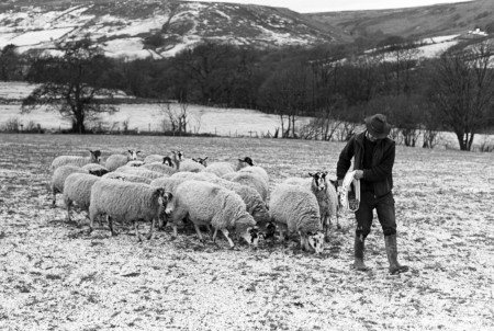 Feeding Sheep Photograph by David Eadington ©2026 David Eadington. Contact dave@eadington.co.uk 