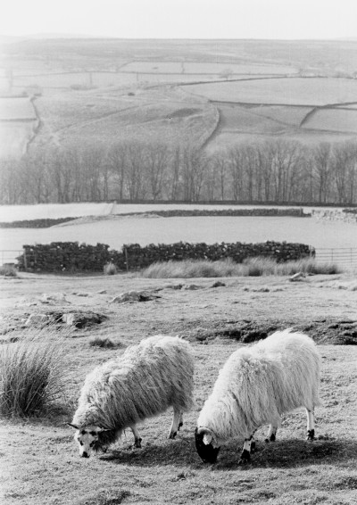 Two Sheep Photograph by David Eadington ©2025 David Eadington. Contact dave@eadington.co.uk