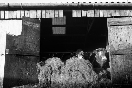 Cowshed Photograph by David Eadington ©2026 David Eadington. Contact dave@eadington.co.uk 