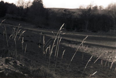 Castleton Winter Grass Photograph by David Eadington ©2025 David Eadington. Contact dave@eadington.co.uk