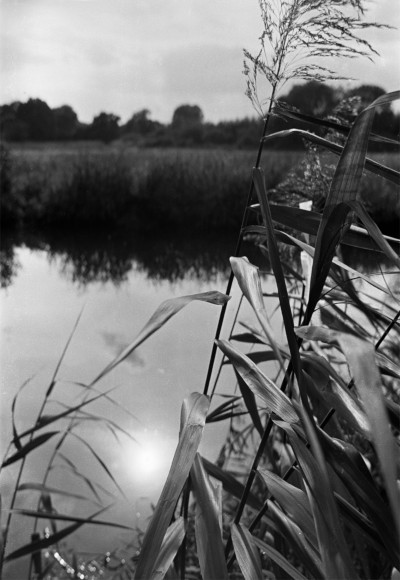 Reeds Photograph by David Eadington ©2025 David Eadington. Contact dave@eadington.co.uk 