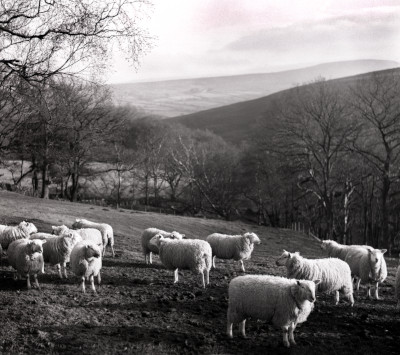 Sheep Photograph by David Eadington ©2026 David Eadington. Contact dave@eadington.co.uk 