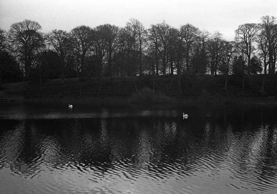 Swans Photograph by David Eadington ©2021 David Eadington. Contact dave@eadington.co.uk