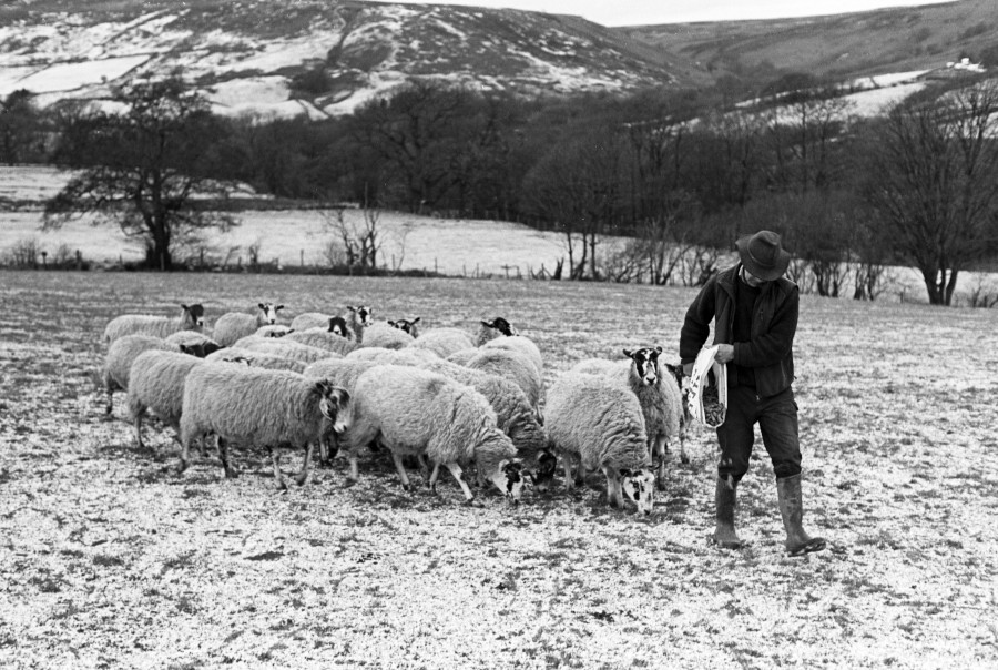 Feeding Sheep Photograph by David Eadington ©2025 David Eadington. Contact dave@eadington.co.uk