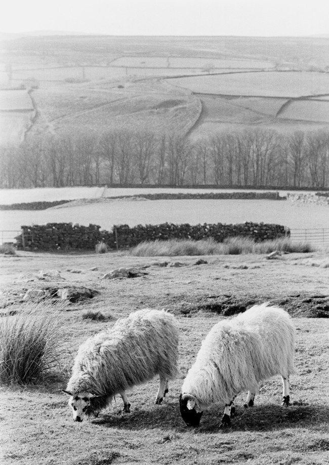 Two Sheep Photograph by David Eadington ©2025 David Eadington. Contact dave@eadington.co.uk
