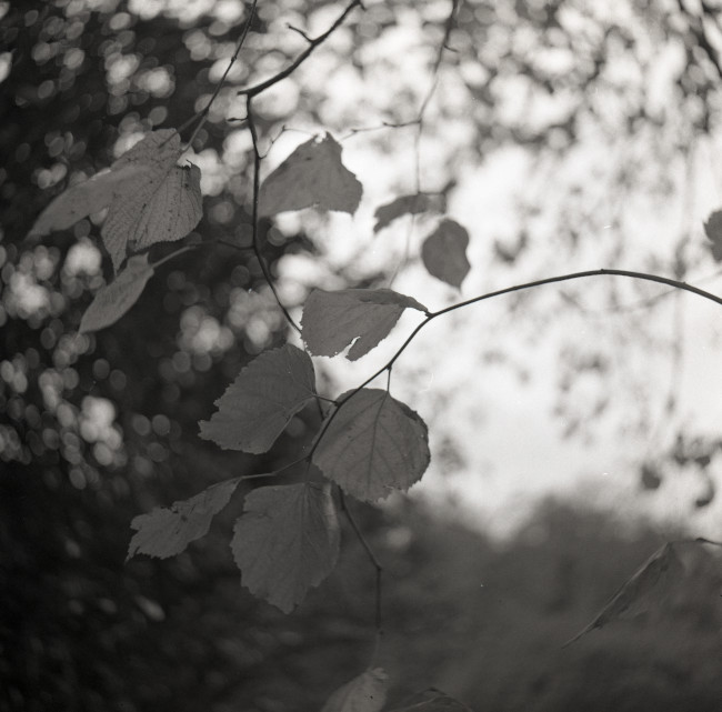 Winter Leaves Photograph by David Eadington ©2026 David Eadington. Contact dave@eadington.co.uk