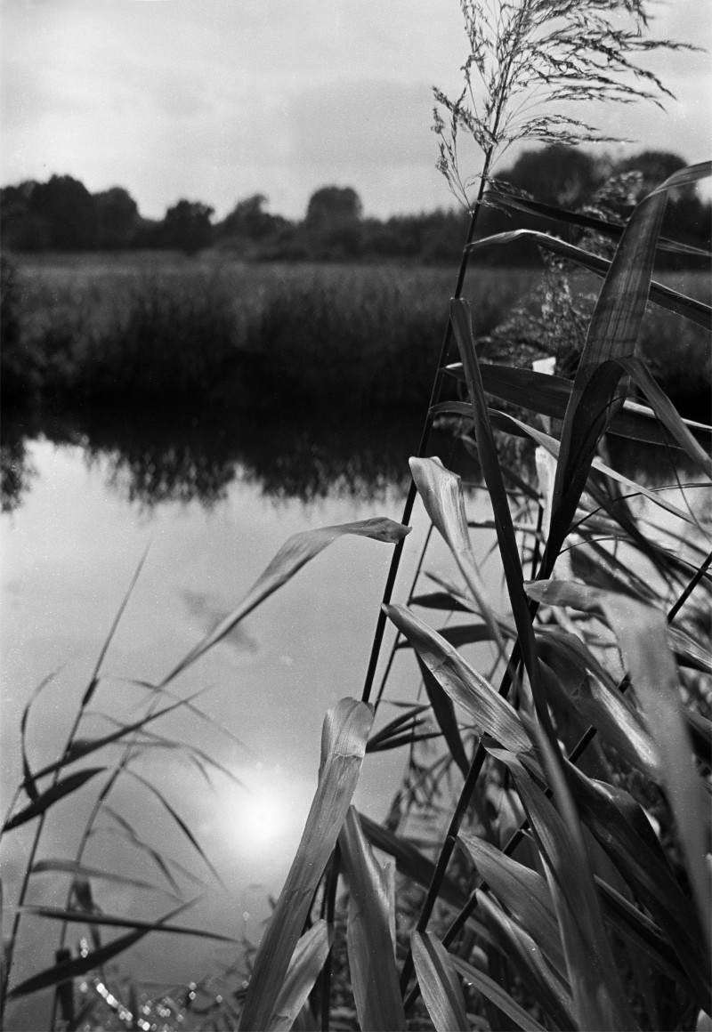 Reeds Photograph by David Eadington ©2025 David Eadington. Contact dave@eadington.co.uk