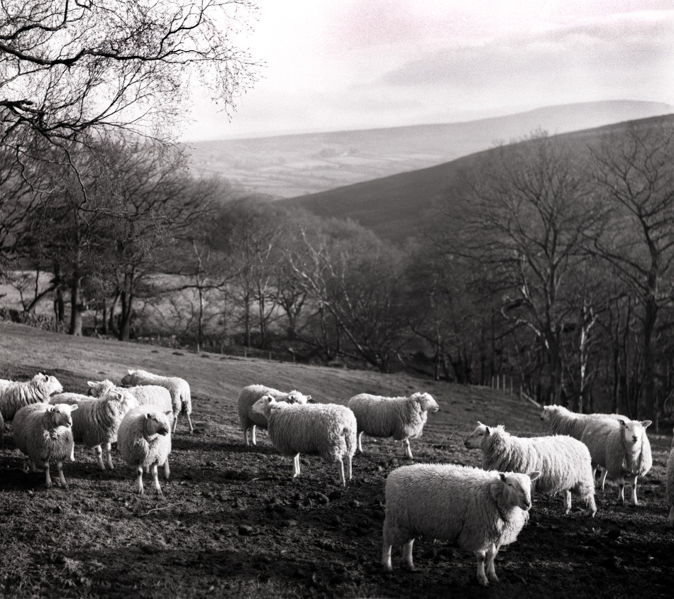 Sheep Photograph by David Eadington ©2025 David Eadington. Contact dave@eadington.co.uk